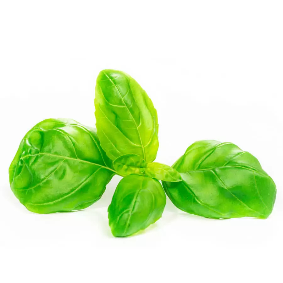 Albahaca Fresca 100 gr