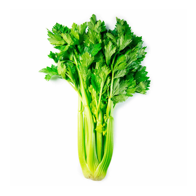 Apio Hortinorte Unidad 