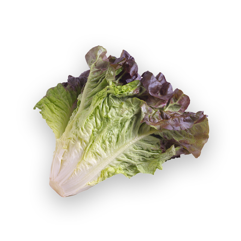 Lechuga Costina Morada Hortinorte Unidad