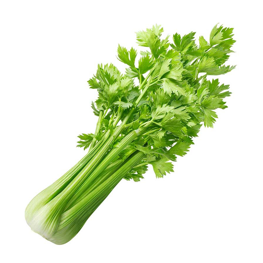 Apio Mata Hortitec Unidad