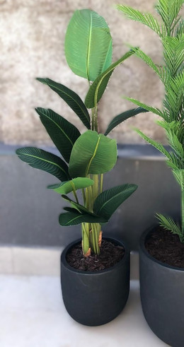 Bird of Paradise con filtro UV