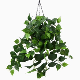 Enredadera Potus 60 cms