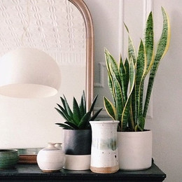 Sanseviera artificial 65 cms