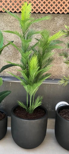 Palmera Areca con filtro UV