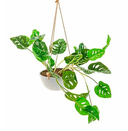 Monstera Adansonii colgante 40 cms