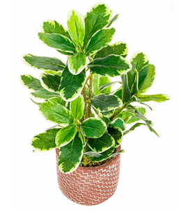 Cheflera con macetero 45 cms