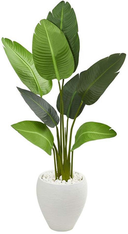 Bird of Paradise