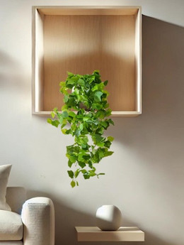 Enredadera Potus 60 cms