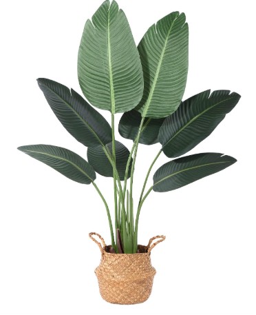 Bird of Paradise con filtro UV - Bird con canasto.jpg