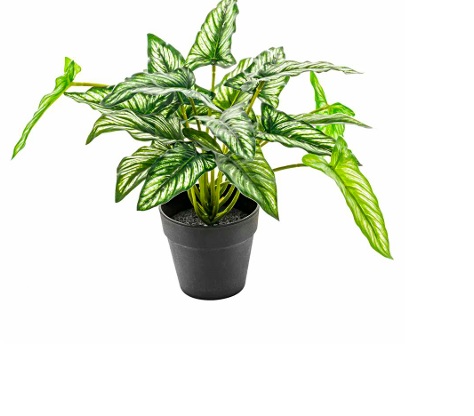 Colocasia artificial 30 cms - Colocasia.jpg