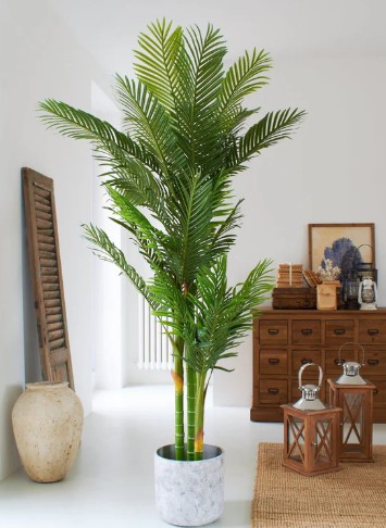 Palmera Kwai 180 cms - Palmera kwai.jpg