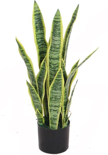 Sanseviera artificial - Sanseviera_julio25.jpg