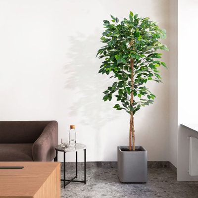 Ficus Benjamina artificial - Ficus_benjamina.jpg