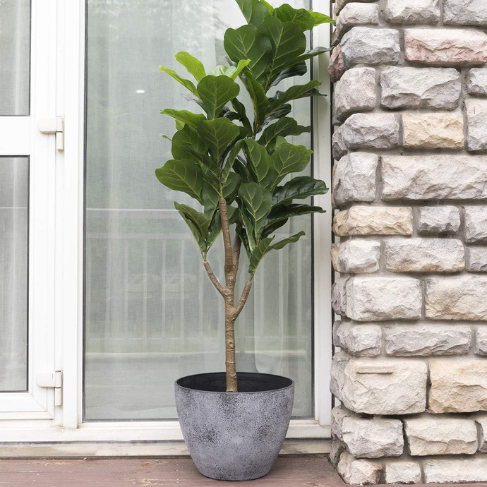 Ficus Lyrata para exterior - Lyrata_macetas.jpg