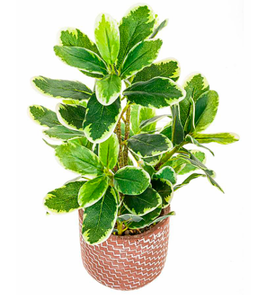 Cheflera con macetero 45 cms - Cheflera_45cms.png