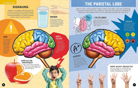 Inside Out Human Brain