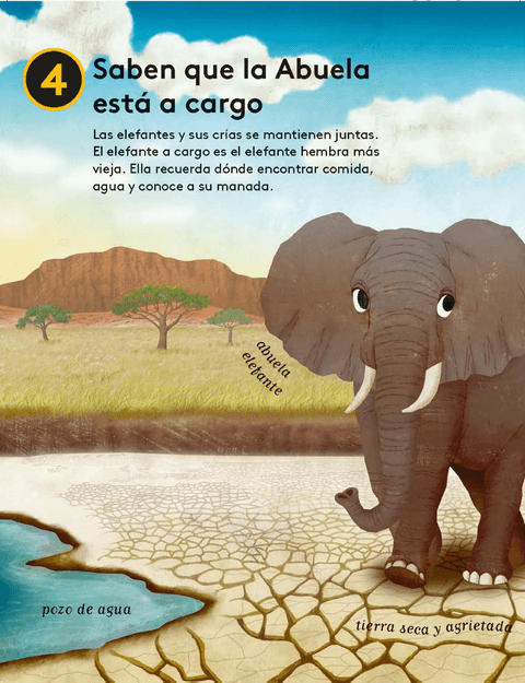 10 razones para amar a un elefante