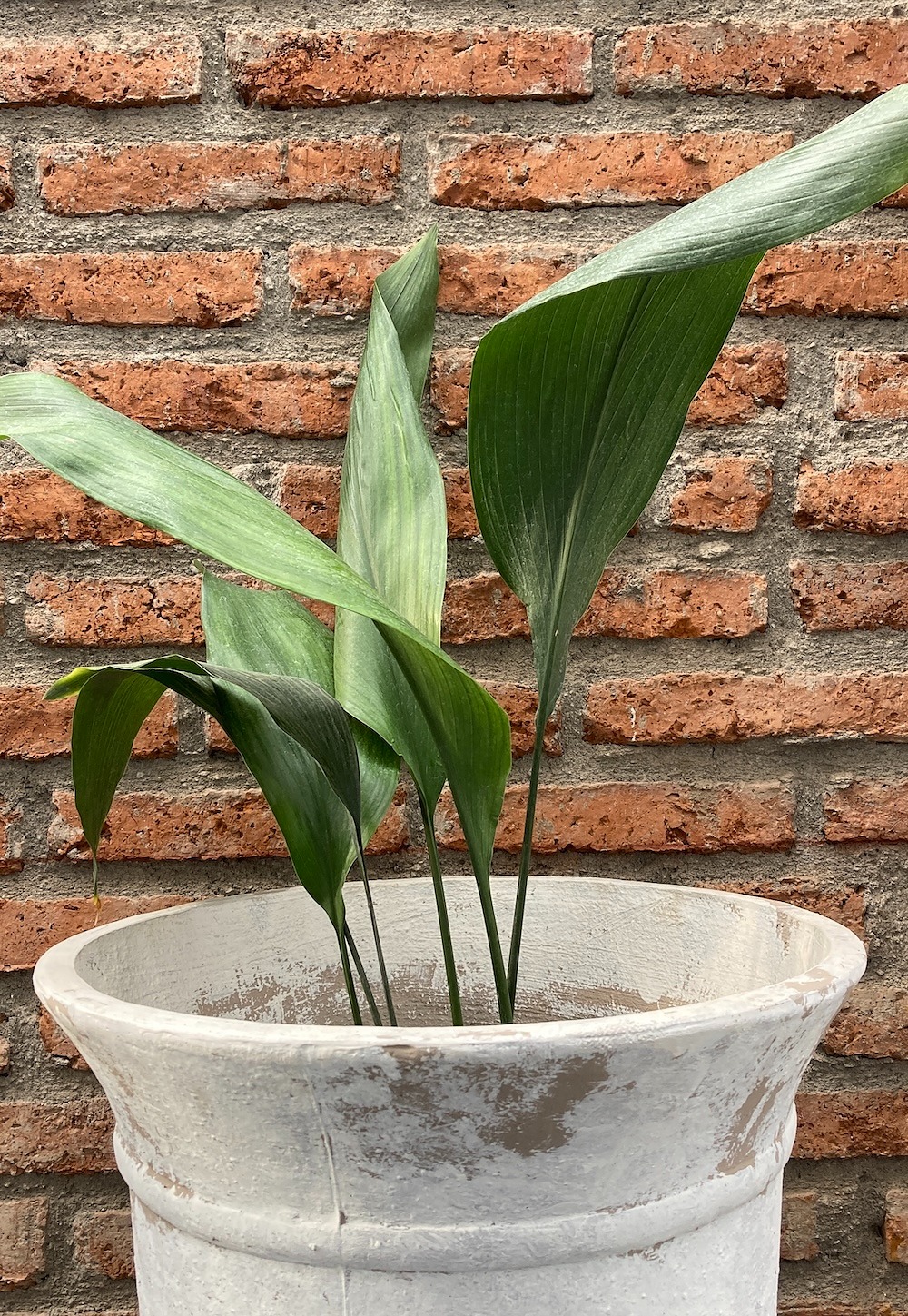 Aspidistra - TerrazaChic