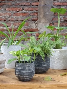 PLANTAS DE INTERIOR Y EXTERIOR, Variedad de plantas de distintos tamaños disponibles para retiro en Vitacura, buen precio.