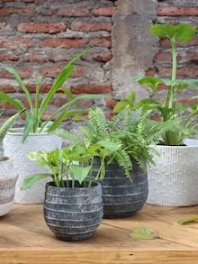 PLANTAS DE INTERIOR Y EXTERIOR, Variedad de plantas de distintos tamaños disponibles para retiro en Vitacura, buen precio.