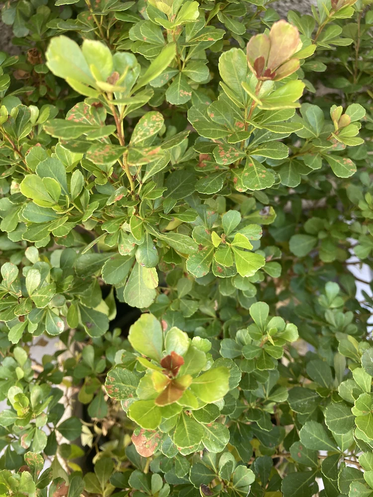 Rhus crenata - vista alternativa