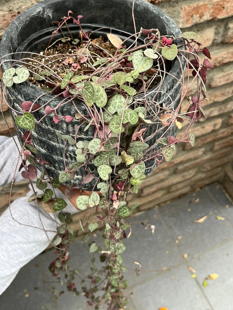 Ceropegia woodii