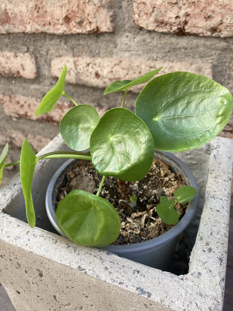 Pilea peperomioides