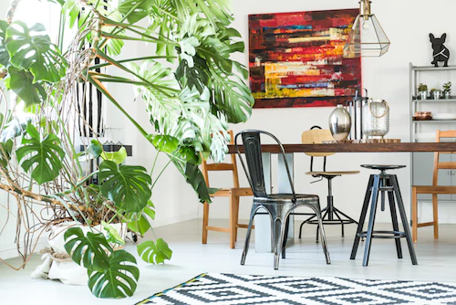 Macetas con plantas y plantas de interior 