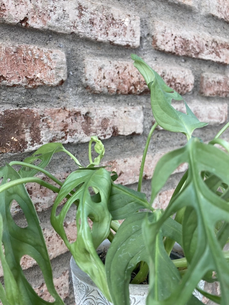 Monstera adansonii - vista alternativa