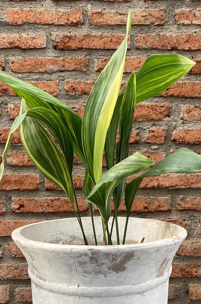 Aspidistra - vista alternativa