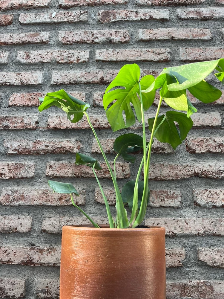 Monstera deliciosa