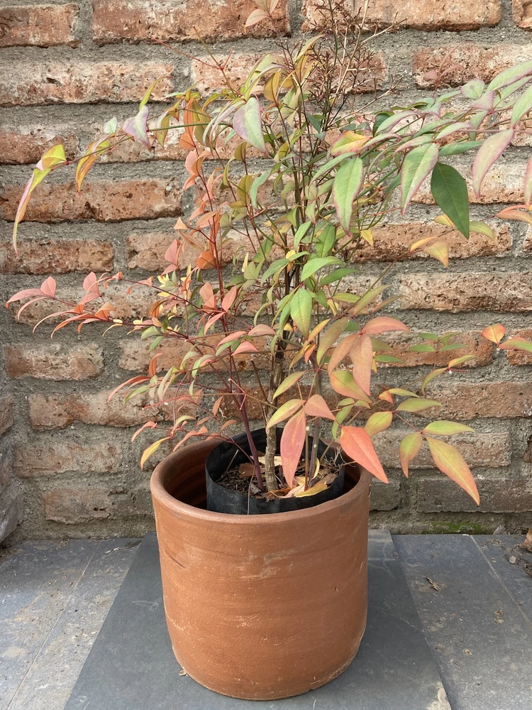 Nandina - vista alternativa