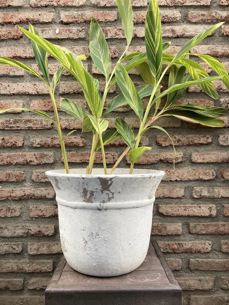 Alpinia variegada - vista alternativa