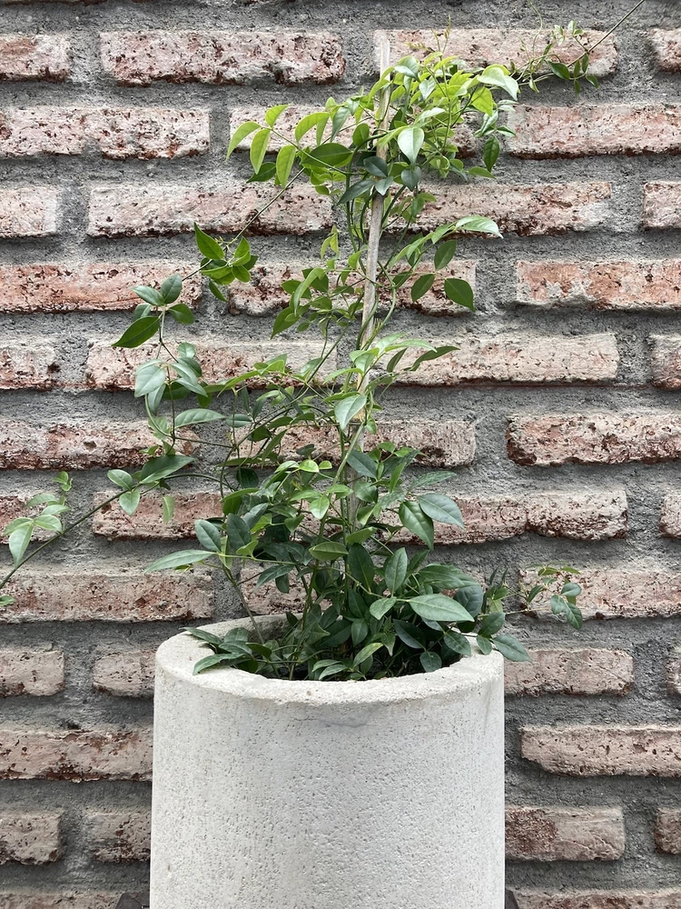 Bignonia 