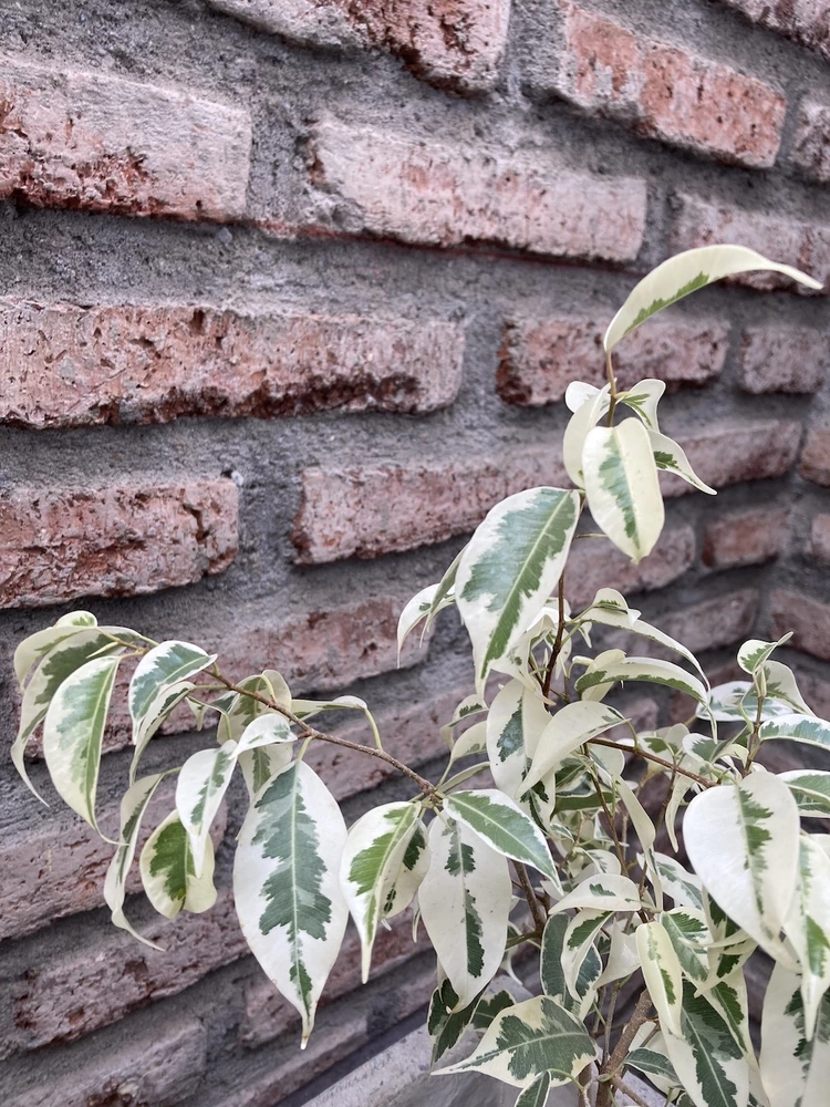 Ficus benjamina variegado - vista alternativa