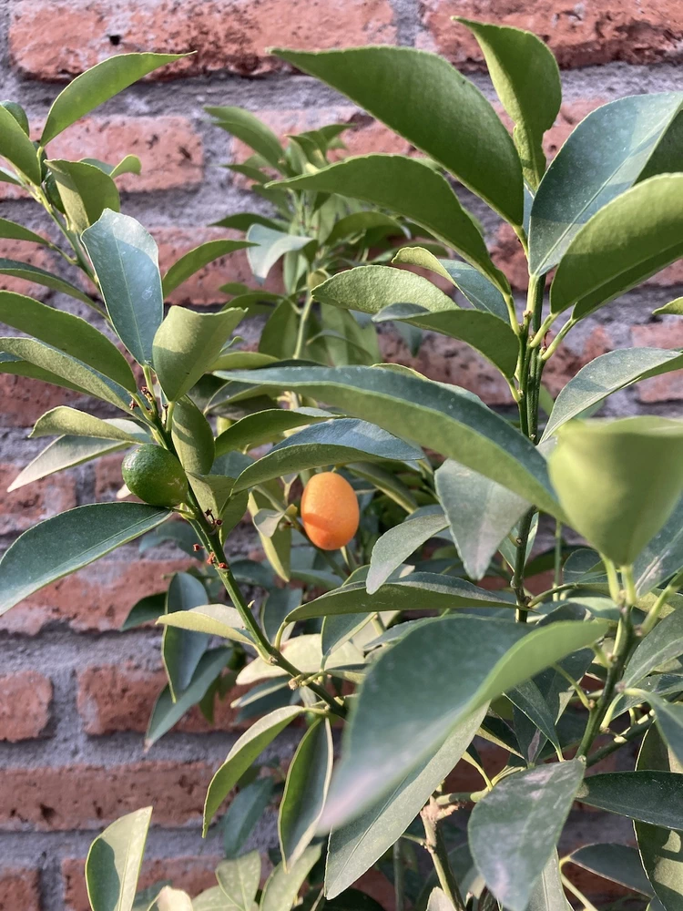 Kumquat - vista alternativa