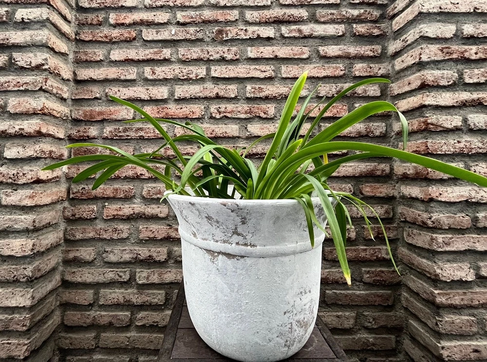 Agapanto