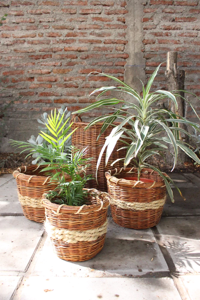 Asesoría personalizada: Quiero aprender a cuidar mis plantas - vista alternativa