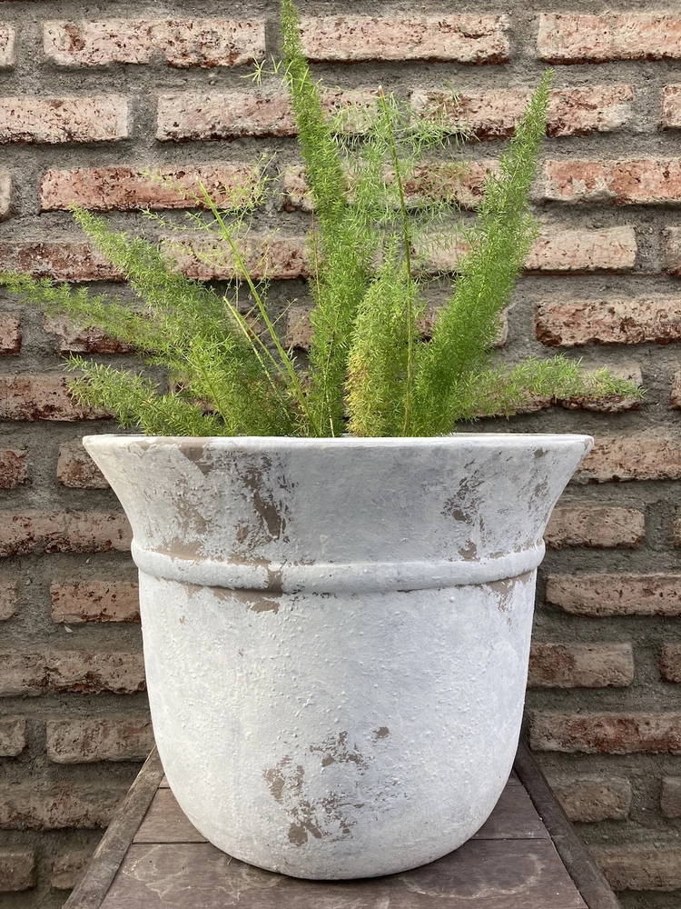 Helecho meyeri