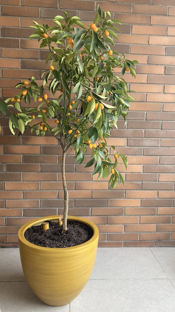Macetero autorregante modelo Bremen