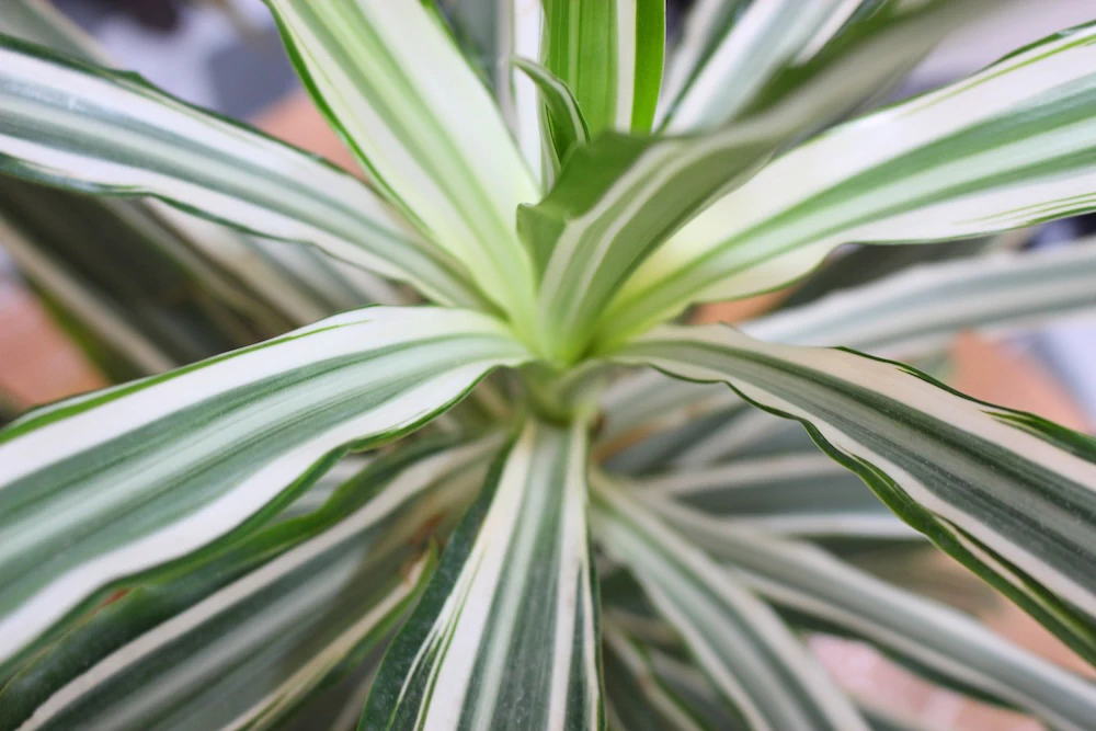 Asesoría personalizada: Quiero aprender a cuidar mis plantas