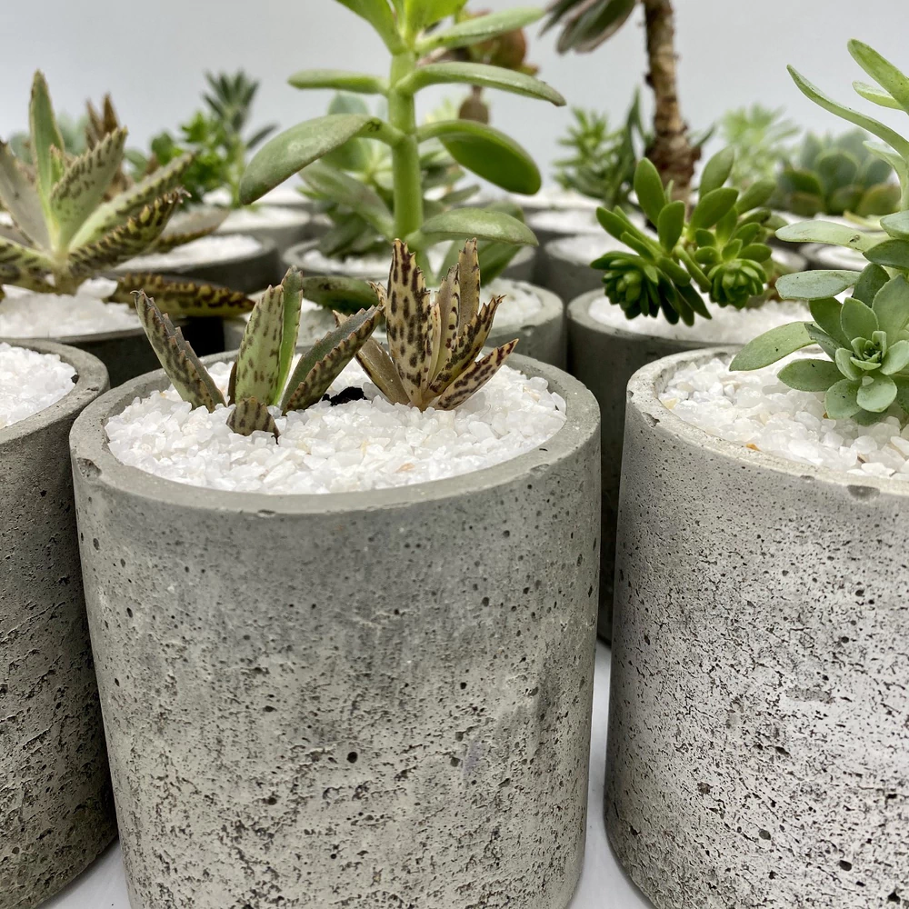 Macetero cilíndrico pequeño de hormigón con planta