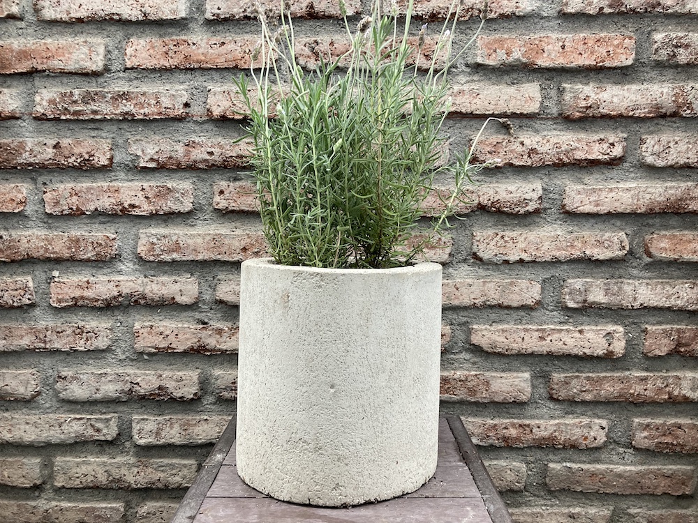 Lavanda francesa - vista alternativa