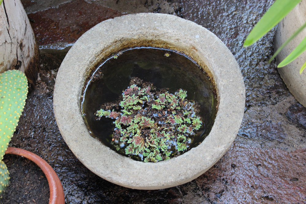 Media bola de hormigón de 30 cm con plantas acuáticas