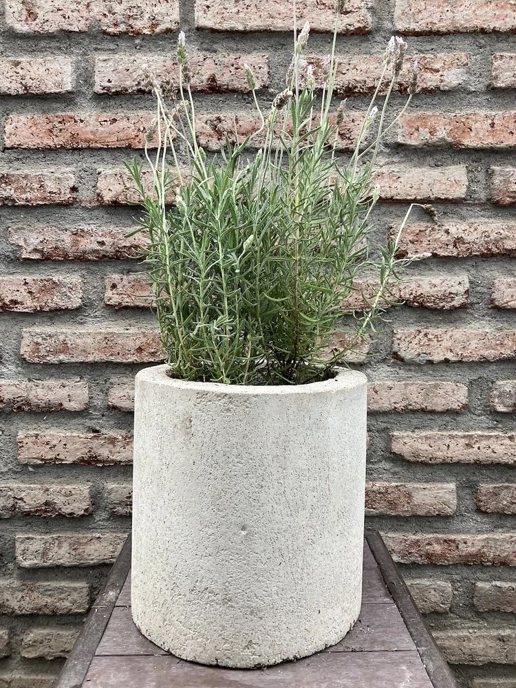 Lavanda francesa