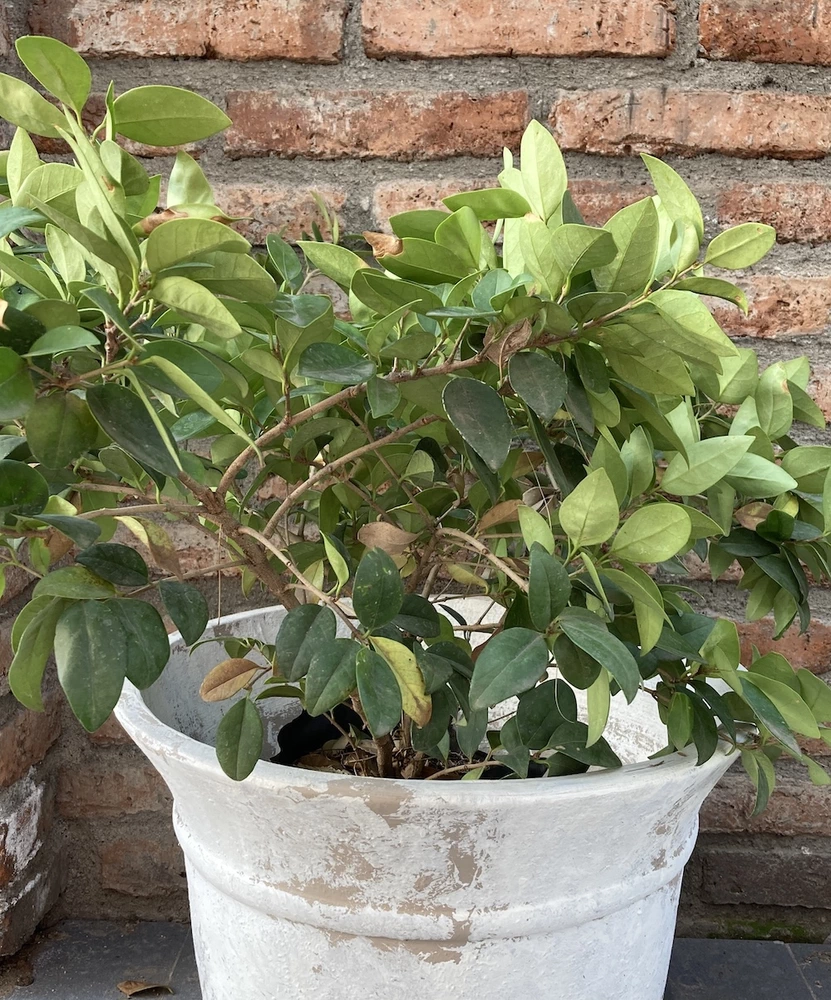 Ligustro