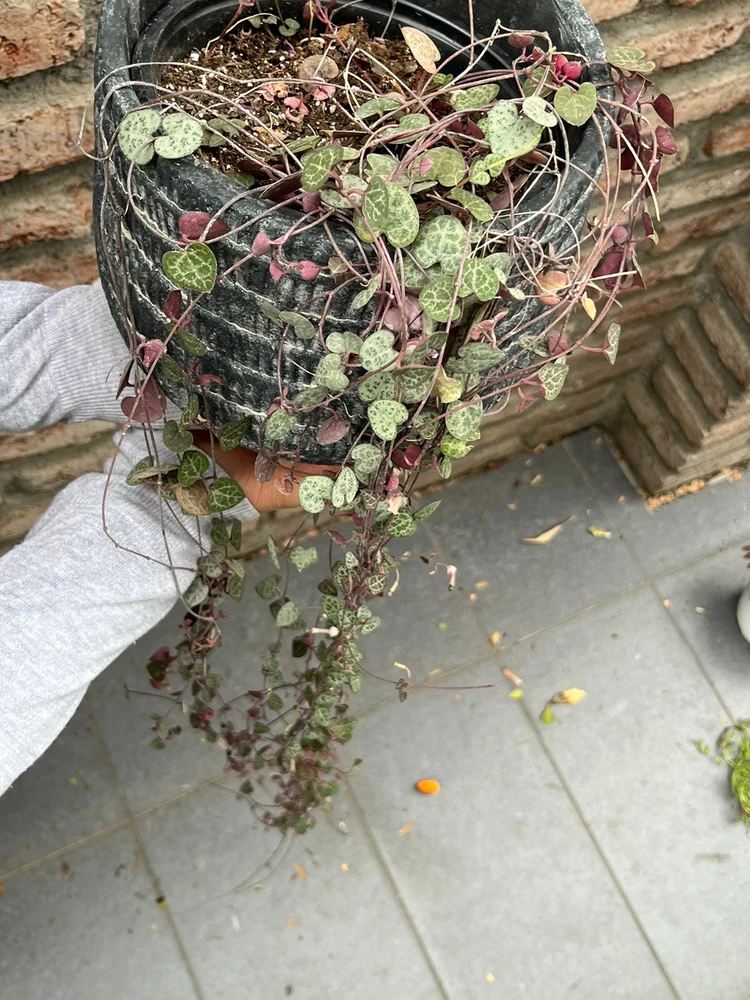 Ceropegia woodii - vista alternativa