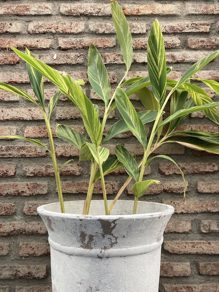 Alpinia variegada
