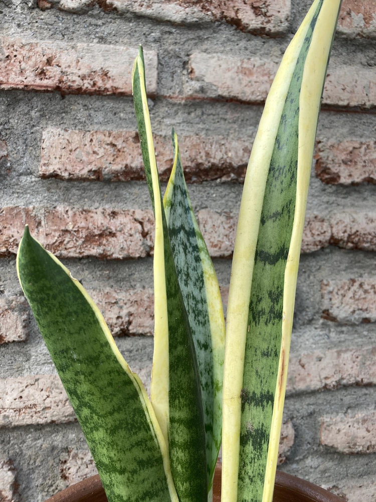 Sansevieria variegada - vista alternativa