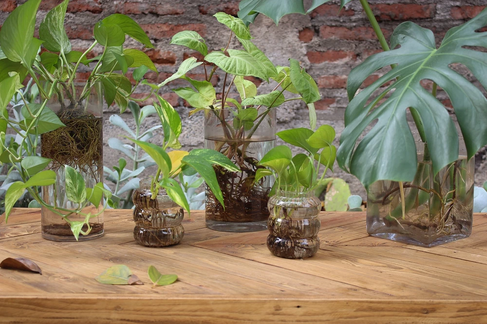 Florero de vidrio con planta y raíces a la vista